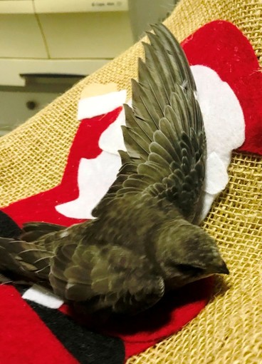 Rondone a Savona a novembre lo stupore dei volontari Enpa che lo hanno soccorso: "Di solito in questo periodo sono in Africa"