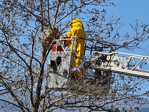 Finale, Vigili del fuoco rimuovono un importante nido di vespa velutina (FOTO)
