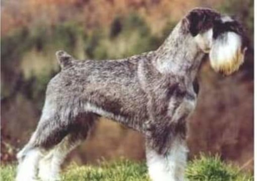 Smarrita da giorni in zona San Bartolomeo del Bosco a Savona, disperato appello per ritrovare Belen