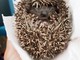 I volontari della Protezione Animali salvano un riccio per strada a Stella (VIDEO) I volontari della Protezione Animali salvano un riccio per strada a Stella (VIDEO)