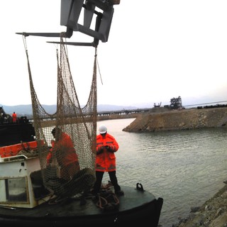 Soccorso in mare per il recupero di un daino