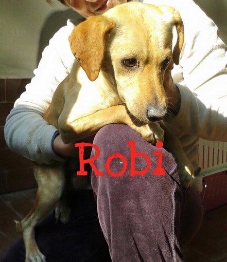 Emergenza cani di Camporosso: cinque dei 108 "orfani" cercano una nuova casa