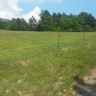 Riduzione dei danni e dei conflitti dovuti alla presenza del inghiale: incontri formativi nel comprensorio del Beigua