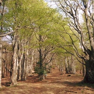 L’atmosfera magica dei boschi e i panorami dell’Alta Via dei Monti Liguri: questo è l’autunno nel Beigua Geopark