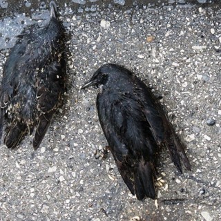 Barriere antirumore micidiali per i volatili, l'allarme Enpa