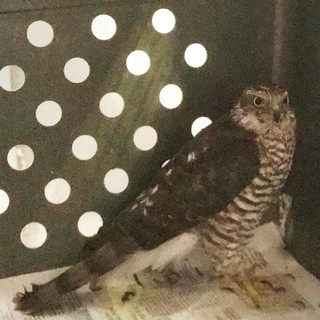 Savona, apre il portone e trova uno sparviere davanti a casa in difficoltà: intervento dell'Enpa