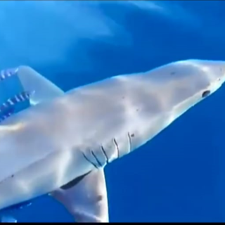 Squalo al largo di Savona, c'è da avere paura? (VIDEO)