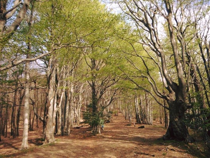 L’atmosfera magica dei boschi e i panorami dell’Alta Via dei Monti Liguri: questo è l’autunno nel Beigua Geopark
