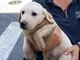Cani sequestrati a Savona, il Canile: "Per ora non sono adottabili. Sono arrivati in condizioni precarie e potenzialmente pericolose"