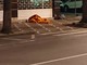 Albenga, senzatetto in viale Pontelungo: i cittadini chiedono un aiuto per le persone in difficoltà Albenga, senzatetto in viale Pontelungo: i cittadini chiedono un aiuto per le persone in difficoltà