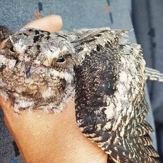 Cosseria, esemplare di succiacapre soccorso dall'Enpa