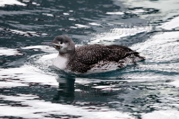 Savona: strolaga muore dopo aver ingoiato un amo