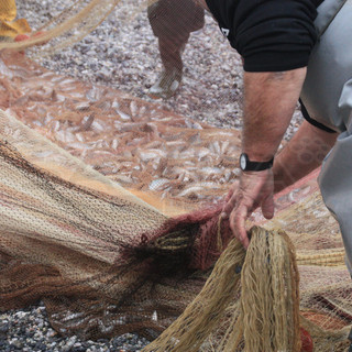 Finale riscopre una delle sue più antiche tradizioni: la Compagnia di San Pietro rievoca la pesca con la sciabica