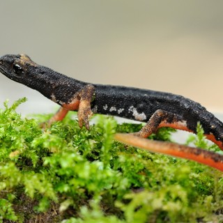 Monitoraggio della fauna anfibia: la Provincia di Savona rafforza le azioni per la tutela della biodiversità.