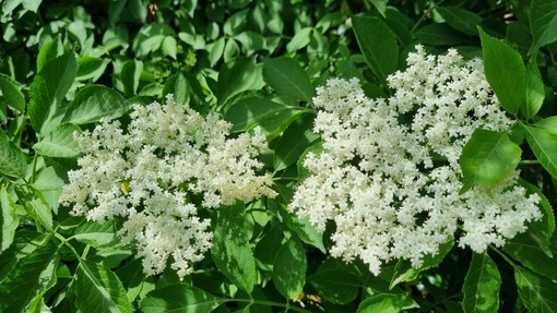 Fiore di sambuco