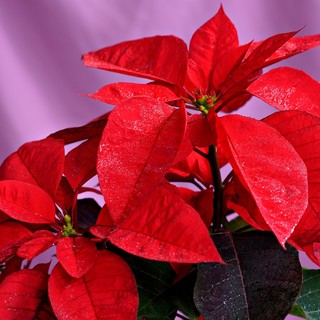 Simbolo delle feste, la Stella di Natale torna protagonista Simbolo delle feste, la Stella di Natale torna protagonista