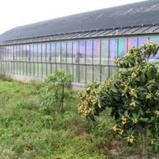 Albenga, martedi nuovo seminario sull'innovazione per la coltivazione agricola