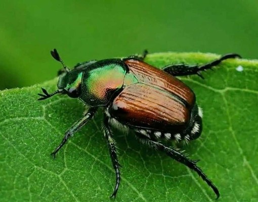 Lo scarabeo giapponese minaccia basilico e vigneti: il primo caso individuato ad Albisola Lo scarabeo giapponese minaccia basilico e vigneti: il primo caso individuato ad Albisola