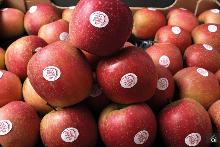 I mercoledìVeg di Ortofruit: oggi prepariamo lo spezzatino di seitan alle mele Fuji I mercoledìVeg di Ortofruit: oggi prepariamo lo spezzatino di seitan alle mele Fuji