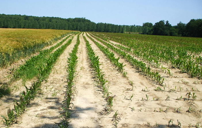 Approvato il decreto siccità, Coldiretti: "Un aiuto per 300 mila aziende agricole"