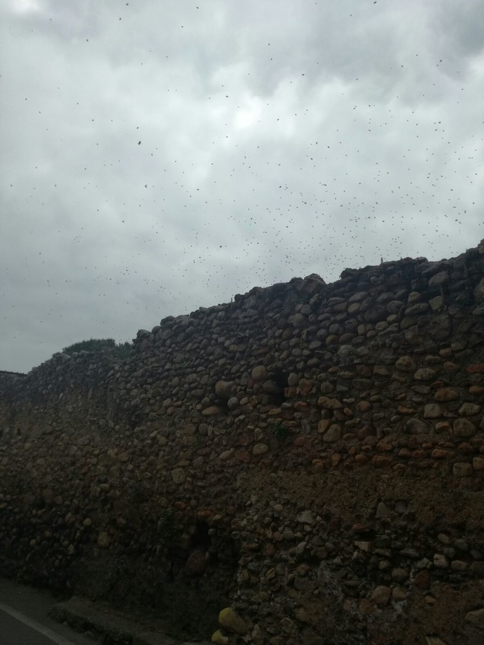 Albenga: sciame di calabroni "attacca" un gruppo di motociclisti, uno finisce in ospedale