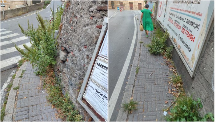 Savona, erbacce sui marciapiedi, Scaramuzza: "Mamme con passeggino e disabili su sedia a rotelle non riescono a passare" Savona, erbacce sui marciapiedi, Scaramuzza: "Mamme con passeggino e disabili su sedia a rotelle non riescono a passare"