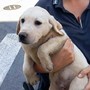 Cani sequestrati a Savona, il Canile: "Per ora non sono adottabili. Sono arrivati in condizioni precarie e potenzialmente pericolose" Cani sequestrati a Savona, il Canile: "Per ora non sono adottabili. Sono arrivati in condizioni precarie e potenzialmente pericolose"