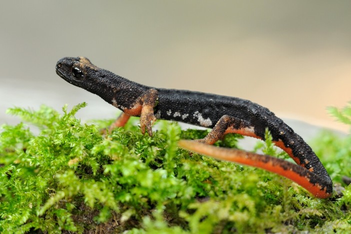 Monitoraggio della fauna anfibia: la Provincia di Savona rafforza le azioni per la tutela della biodiversità.