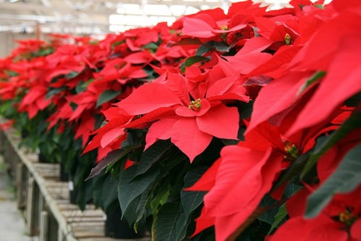 Stelle di natale al tempo del covid, Coldiretti: “Sos per la pianta simbolo delle feste”