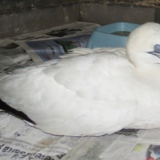 Savona: l'Enpa soccorre un raro esemplare di sula in porto, ma il volatile non ce la fa
