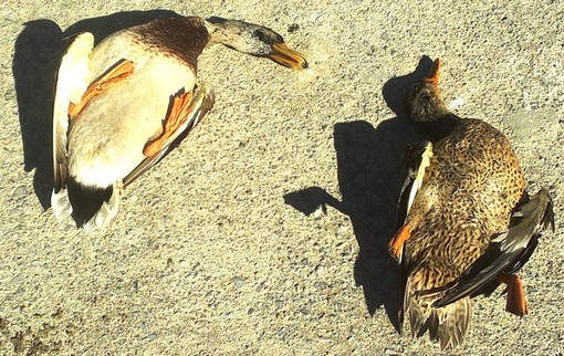 Albissolese: moria di animali selvatici nel torrente Sansobbia Albissolese: moria di animali selvatici nel torrente Sansobbia