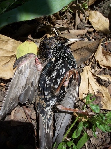 Caccia: il Tar sospende la caccia allo storno in Liguria