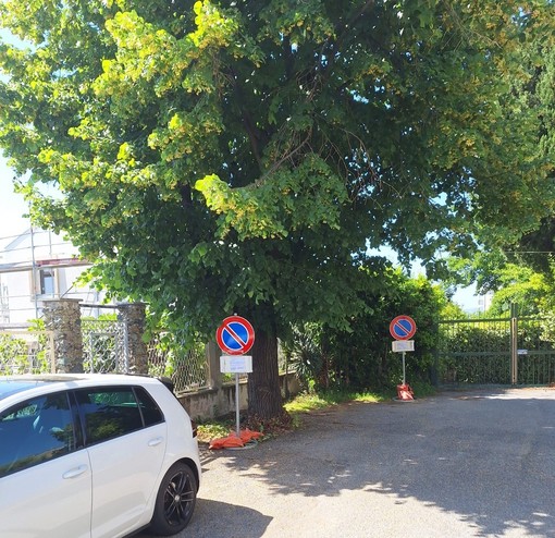 Savona, il Comune taglierà il tiglio di via Privata Olivetta, scatta la protesta Savona, il Comune taglierà il tiglio di via Privata Olivetta, scatta la protesta