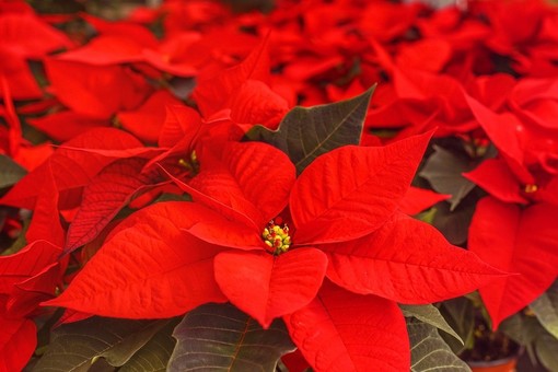 A Loano tornano le "Stelle di Natale" Ail che aiutano la ricerca scientifica A Loano tornano le "Stelle di Natale" Ail che aiutano la ricerca scientifica
