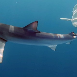 Avvistati tre squali azzurri nel Mar Ligure, associazione Menkab: &quot;Garantiscono lo stato di salute del nostro mare&quot; (FOTO e VIDEO)