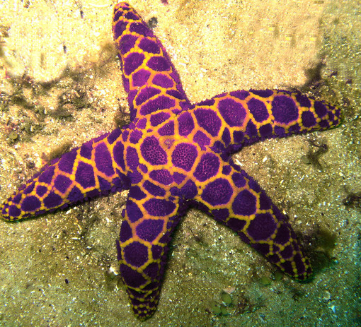 L'ENPA Savonese contro la pesca subacquea: "Facciamo pace con il mare"