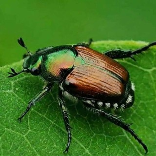 Lo scarabeo giapponese minaccia basilico e vigneti: il primo caso individuato ad Albisola