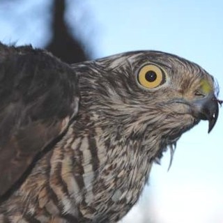 Lo sparviere liberato dall'Enpa