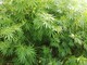 Albenga: 6 piante di marijuana coltivate con l'utilizzo di lampade per l'accrescimento, denunciato 47enne ingauno
