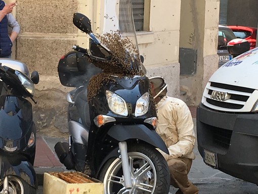 Savona, le api invadono uno scooter in via Milano: intervento di un esperto (VIDEO) Savona, le api invadono uno scooter in via Milano: intervento di un esperto (VIDEO)