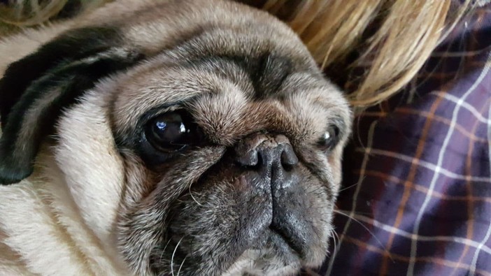 Appello disperato: "Aiutatemi a ritrovare Sonny"