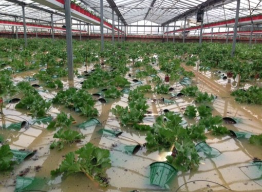 Piana di Albenga flagellata dal maltempo: serre invase dall'acqua, danni economici per il comparto