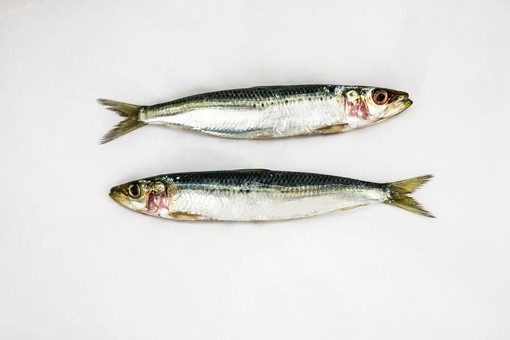 Sardine in piazza, a Savona il flash mob sarà colorato e a misura di bambino