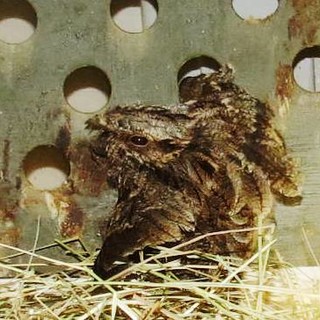 L'ENPA in difesa della biodiversità: esemplari rari ad Albenga e Mioglia