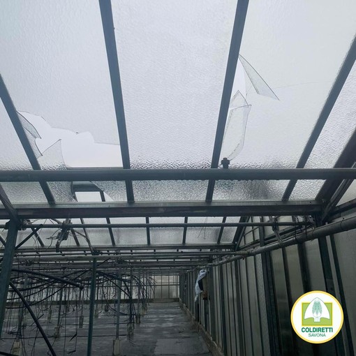 Il maltempo colpisce l'albenganese, Coldiretti: "Serre danneggiate, conta dei danni ancora in corso"