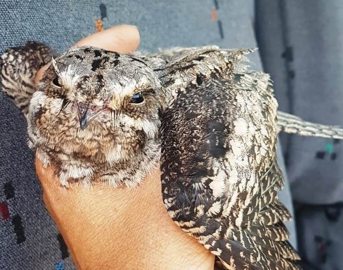 Cosseria, esemplare di succiacapre soccorso dall'Enpa