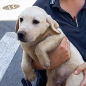 Cani sequestrati a Savona, il Canile: "Per ora non sono adottabili. Sono arrivati in condizioni precarie e potenzialmente pericolose" Cani sequestrati a Savona, il Canile: "Per ora non sono adottabili. Sono arrivati in condizioni precarie e potenzialmente pericolose"
