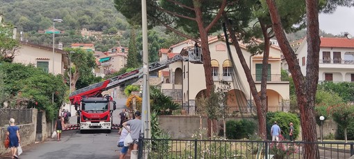 Pietra, gatto intrappolato sull'albero: vigili del fuoco mobilitati in via San Francesco (FOTO)