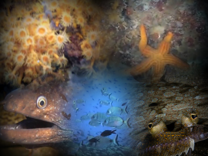 Escursione guidata di snorkeling all'Isola di Bergeggi