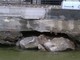 Tovo San Giacomo il maremola ha distrutto il muro della Strada Provinciale 4 via Rembado